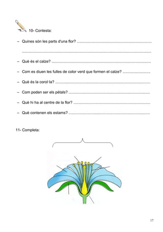 10- Contesta:
– Quines són les parts d'una flor? ......................................................................
.........................................................................................................................
– Què és el calze? .............................................................................................
– Com es diuen les fulles de color verd que formen el calze? ..........................
– Què és la corol·la? .........................................................................................
– Com poden ser els pètals? ............................................................................
– Què hi ha al centre de la flor? ........................................................................
– Què contenen els estams? ............................................................................
11- Completa:
17
 