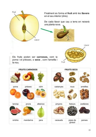 FRUITS CARNOSOS FRUITS SECS
poma préssec raïm castanyes nous ametlles
taronja pruna albercoc pinyons festucs avellanes
síndria mandarina pera cacauets pipes de
girasol
panses
19
Els fruits poden ser carnosos, com la poma
i el préssec, o secs, com l'ametlla i la nou.
Finalment es forma el fruit amb les llavors
en el seu interior (dins).
De cada llavor que cau a terra en neixerà
una planta nova.
Els fruits poden ser carnosos, com la
poma i el préssec, o secs , com l'ametlla i
la nou.
 