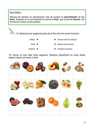 RECORDA:
Perquè les plantes es reprodueixin s'ha de produir la pol·linització de les
flors. Després de la pol·linització es forma el fruit, que conté les llavors. De
les llavors neixen noves plantes.
14- Relaciona les següents parts de la flor amb les seves funcions:
Pètals   Formar el fruit i la llavor
Pistil   Atreure els insectes
Estams   Contenir el pol·len
15- Escriu el nom dels fruits següents. Després classifica'ls en dues llistes,
segons siguin carnosos o secs.
20
 