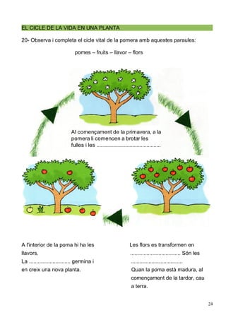 EL CICLE DE LA VIDA EN UNA PLANTA
20- Observa i completa el cicle vital de la pomera amb aquestes paraules:
pomes – fruits – llavor – flors
A l'interior de la poma hi ha les Les flors es transformen en
llavors. .................................. Són les
La ............................ germina i ...................................
en creix una nova planta. Quan la poma està madura, al
començament de la tardor, cau
a terra.
24
Al començament de la primavera, a la
pomera li comencen a brotar les
fulles i les .............................................
 