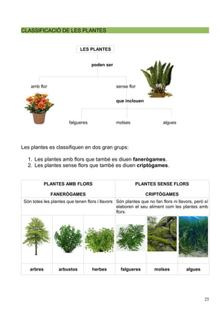 CLASSIFICACIÓ DE LES PLANTES
LES PLANTES
poden ser
amb flor sense flor
que inclouen
falgueres molses algues
Les plantes es classifiquen en dos gran grups:
1. Les plantes amb flors que també es diuen fanerògames.
2. Les plantes sense flors que també es diuen criptògames.
PLANTES AMB FLORS
FANERÒGAMES
PLANTES SENSE FLORS
CRIPTÒGAMES
Són totes les plantes que tenen flors i llavors Són plantes que no fan flors ni llavors, però sí
elaboren el seu aliment com les plantes amb
flors.
arbres arbustos herbes falgueres molses algues
25
 