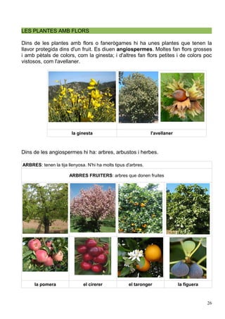 LES PLANTES AMB FLORS
Dins de les plantes amb flors o fanerògames hi ha unes plantes que tenen la
llavor protegida dins d'un fruit. Es diuen angiospermes. Moltes fan flors grosses
i amb pètals de colors, com la ginesta; i d'altres fan flors petites i de colors poc
vistosos, com l'avellaner.
la ginesta l'avellaner
Dins de les angiospermes hi ha: arbres, arbustos i herbes.
ARBRES: tenen la tija llenyosa. N'hi ha molts tipus d'arbres.
ARBRES FRUITERS: arbres que donen fruites
la pomera el cirerer el taronger la figuera
26
 
