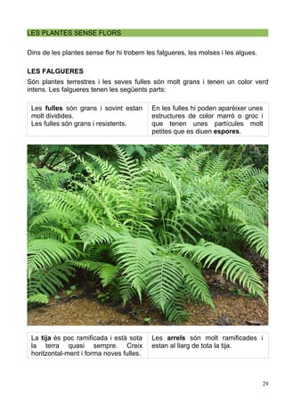 LES PLANTES SENSE FLORS
Dins de les plantes sense flor hi trobem les falgueres, les molses i les algues.
LES FALGUERES
Són plantes terrestres i les seves fulles són molt grans i tenen un color verd
intens. Les falgueres tenen les següents parts:
Les fulles són grans i sovint estan
molt dividides.
Les fulles són grans i resistents.
En les fulles hi poden aparèixer unes
estructures de color marró o groc i
que tenen unes partícules molt
petites que es diuen espores.
La tija és poc ramificada i està sota
la terra quasi sempre. Creix
horitzontal-ment i forma noves fulles.
Les arrels són molt ramificades i
estan al llarg de tota la tija.
29
 