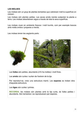 LES MOLSES
Les molses són un grup de plantes terrestres que cobreixen molt la superfície on
creixen.
Les molses són plantes petites. Les seves arrels només subjecten la planta a
terra. Les molses absorbeixen aigua a través de tota la seva superfície.
Les molses viuen en ambients frescos i molt humits, com per exemple boscos
amb molta ombra i properes a rierols.
Les molses tenen les següents parts:
Les fulles són petites, abundants (n'hi ha moltes) i molt fines.
Les arrels són curtes i surten de l'extrem de la tija.
Per reproduir-se, creix una estructura marró. Les espores es troben dins
d'aquesta estructura.
Les tiges són curtes i primes.
RECORDA: les molses són plantes amb la tija curta, de fulles petites i
abundants. Són terrestres i es reprodueixen per espores.
31
 