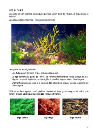 LES ALGUES
Les algues són plantes aquàtiques perquè viuen dins de l'aigua, ja sigui dolça o
salada.
Les algues tenen formes i mides molt diferents.
Les parts de les algues són:
– Les fulles són làmines fines, estretes i llargues.
– La tija comença a partir de l'arrel i es ramifica formant les fulles. La tija de les
algues no sosté la planta, no és rígida ja que les algues viuen dins l'aigua.
– L'arrel fixa l'alga al terra o a la roca. No absorbeix aigua, ja que la planta és
dins l'aigua.
N'hi ha moltes algues, però podem diferenciar tres grups segons el color que
tenen: algues verdes, algues roges i algues brunes.
alga verda alga roja alga bruna
32
 