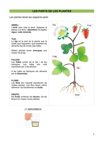 LES PARTS DE LES PLANTES
Les plantes tenen les següents parts:
ARREL:
L'arrel creix sota la terra. Subjecta la
planta a la terra i absorbeix (*) (agafa)
aigua i sals minerals.
TIJA:
La tija és la part de la planta que la
sosté (que l'aguanta) i que reparteix els
aliments des de l'arrel a les fulles.
Moltes plantes tenen branques que
neixen de la tija.
FULLES:
Les fulles surten de la tija i de les
branques. Les fulles són molt
importants per a les plantes.
A les fulles es fabriquen els aliments
per la fotosíntesi.
FLORS:
Les flors són l'aparell reproductor de
moltes plantes. Les flors tenen colors
diferents i es transformen en fruits.
FRUITS:
Els fruits contenen les llavors. De les
llavors en neixen noves plantes.
(*) ABSORBEIX:
4
Flor Fruit
Arrel
Tija
Fulla
 