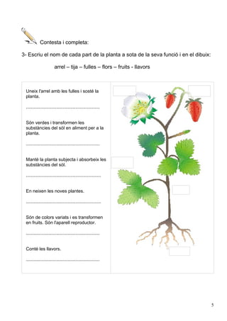 Contesta i completa:
3- Escriu el nom de cada part de la planta a sota de la seva funció i en el dibuix:
arrel – tija – fulles – flors – fruits - llavors
Uneix l'arrel amb les fulles i sosté la
planta.
..........................................................
Són verdes i transformen les
substàncies del sòl en aliment per a la
planta.
..........................................................
Manté la planta subjecta i absorbeix les
substàncies del sòl.
...........................................................
En neixen les noves plantes.
...........................................................
Són de colors variats i es transformen
en fruits. Són l'aparell reproductor.
..........................................................
Conté les llavors.
..........................................................
5
 