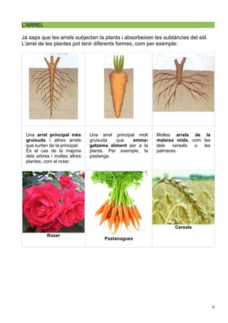 L'ARREL
Ja saps que les arrels subjecten la planta i absorbeixen les subtàncies del sòl.
L'arrel de les plantes pot tenir diferents formes, com per exemple:
Una arrel principal més
gruixuda i altres arrels
que surten de la principal.
És el cas de la majoria
dels arbres i moltes altres
plantes, com el roser.
Una arrel principal molt
gruixuda que emma-
gatzema aliment per a la
planta. Per exemple, la
pastanga.
Moltes arrels de la
mateixa mida, com les
dels cereals o les
palmeres.
Roser
Pastanagues
Cereals
6
 