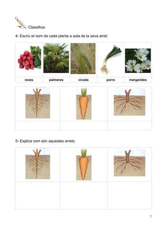 Classifica:
4- Escriu el nom de cada planta a sota de la seva arrel:
raves palmeres civada porro margarides
5- Explica com són aquestes arrels:
7
 