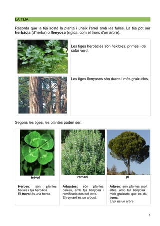 LA TIJA
Recorda que la tija sosté la planta i uneix l'arrel amb les fulles. La tija pot ser
herbàcia (d'herba) o llenyosa (rígida, com el tronc d'un arbre).
Les tiges herbàcies són flexibles, primes i de
color verd.
Les tiges llenyoses són dures i més gruixudes.
Segons les tiges, les plantes poden ser:
trèvol romaní pi
Herbes: són plantes
baixes i tija herbàcia.
El trèvol és una herba.
Arbustos: són plantes
baixes, amb tija llenyosa i
ramificada des del terra.
El romaní és un arbust.
Arbres: són plantes molt
altes, amb tija llenyosa i
molt gruixuda que es diu
tronc.
El pi és un arbre.
8
 