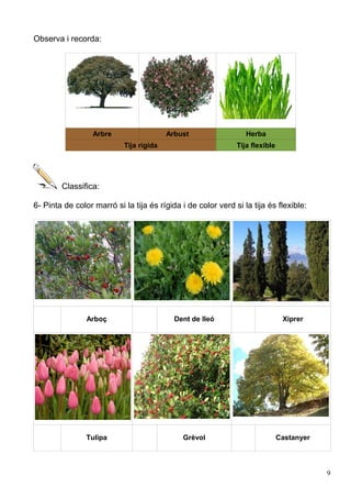Observa i recorda:
Arbre Arbust Herba
Tija rígida Tija flexible
Classifica:
6- Pinta de color marró si la tija és rígida i de color verd si la tija és flexible:
Arboç Dent de lleó Xiprer
Tulipa Grèvol Castanyer
9
 