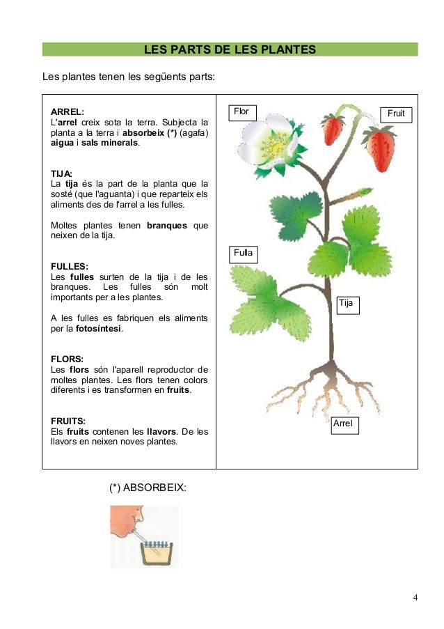 absorbeix plantes cicle ) la vida les de (parts, absorbeix plantes cicle ) la vida les de (parts,