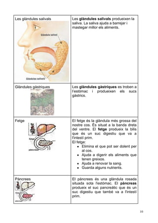 10 
Les glàndules salivals 
Les glàndules salivals produeixen la saliva. La saliva ajuda a barrejar i mastegar millor els aliments. 
Glàndules gàstriques 
Les glàndules gàstriques es troben a l’estómac i produeixen els sucs gàstrics. 
Fetge 
El fetge és la glàndula més grossa del nostre cos. És situat a la banda dreta del ventre. El fetge produeix la bilis que és un suc digestiu va a l'intestí prim. 
El fetge: 
● Elimina el que pot ser dolent per al cos. 
● Ajuda a digerir els aliments que tenen greixos. 
● Ajuda a renovar la sang. 
● Guarda alguns nutrients. 
Pàncrees 
El pàncrees és una glàndula rosada situada sota l'estómac. El pàncreas produeix el suc pancreàtic que és un suc digestiu que també va a l'intestí prim.  