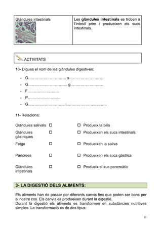 11 
Glàndules intestinals 
Les glàndules intestinals es troben a l’intestí prim i produeixen els sucs intestinals. 
ACTIVITATS 
10- Digues el nom de les glàndules digestives: 
- G………………………… s……………………… 
- G…………………………. g…………………….. 
- F……………………. 
- P…………………….. 
- G……………………….. i………………………….. 
11- Relaciona: 
Glàndules salivals 
 
 
Produeix la bilis 
Glàndules gàstriques 
 
 
Produeixen els sucs intestinals 
Fetge 
 
 
Produeixen la saliva 
Pàncrees 
 
 
Produeixen els sucs gàstrics 
Glàndules intestinals 
 
 
Produeix el suc pancreàtic 
3- LA DIGESTIÓ DELS ALIMENTS: 
Els aliments han de passar per diferents canvis fins que poden ser bons al nostre cos. Els canvis es produeixen durant la digestió. 
Durant la digestió els aliments es transformen en substàncies nutritives simples. La transformació és de dos tipus:  