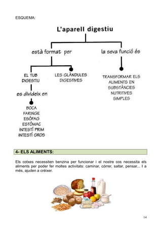 14 
ESQUEMA: 
4- ELS ALIMENTS: 
Els cotxes necessiten benzina per funcionar i el nostre cos necessita els aliments per poder fer moltes activitats: caminar, córrer, saltar, pensar... I a més, ajuden a créixer. 
 