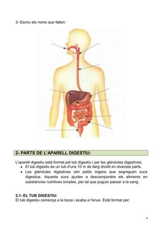 4 
3- Escriu els noms que falten: 
2- PARTS DE L’APARELL DIGESTIU: 
L'aparell digestiu està format pel tub i per les glàndules digestives. 
● El tub digestiu és un d'uns 10 m de llarg dividit en diverses parts. 
● Les glàndules digestives són petits òrgans que segreguen sucs digestius. Aquests sucs ajuden a descompondre els aliments en substàncies nutritives simples, per tal que puguin passar a la sang. 
2.1- EL TUB DIGESTIU: 
El tub digestiu comença a la boca i acaba l'anus. Està format per: 
 