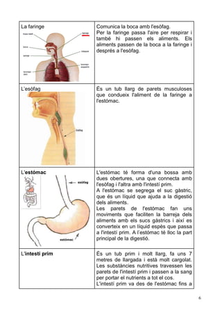 6 
La faringe 
Comunica la boca amb l'esòfag. 
Per la faringe passa l'aire per respirar i també hi passen els aliments. Els aliments passen de la boca a faringe i després a l'esòfag. 
L’esòfag 
És un tub llarg de parets musculoses que condueix l'aliment de la faringe a l'estómac. 
L'estómac 
L'estómac té forma d'una bossa amb dues obertures, una que connecta amb l'esòfag i l'altra amb l'intestí prim. 
A l'estómac se segrega el suc gàstric, que és un líquid ajuda a la digestió dels aliments. 
Les parets de l'estómac fan uns moviments que faciliten la barreja dels aliments amb els sucs gàstrics i així es converteix en un líquid espès que passa a l'intestí prim. A l’estómac té lloc la part principal de la digestió. 
L'intestí prim 
És un tub prim i molt llarg, fa uns 7 metres de llargada i està molt cargolat. Les substàncies nutritives travessen les parets de l'intestí prim i passen a la sang per portar el nutrients a tot cos. 
L'intestí prim va des de l'estómac fins a  