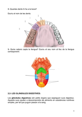 9 
8- Quantes dents hi ha a la boca? 
Escriu el nom de les dents: 
9- Quins sabors capta la llengua? Escriu el seu nom al lloc de llengua corresponent: 
2.2- LES GLÀNDULES DIGESTIVES: 
Les glàndules digestives són petits òrgans que segreguen sucs digestius. Aquests sucs ajuden a descompondre els aliments en substàncies nutritives simples, per tal que puguin passar a la sang. 
 