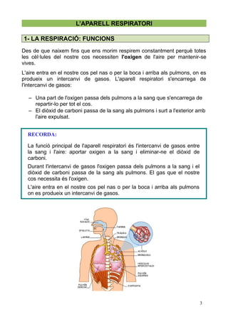 L’APARELL RESPIRATORI 
1- LA RESPIRACIÓ: FUNCIONS 
Des de que naixem fins que ens morim respirem constantment perquè totes...