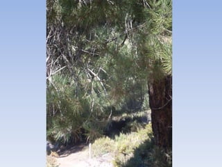 Cañada del sereno, Sierra de Huétor, Granada