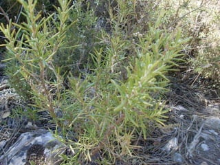 Cañada del sereno, Sierra de Huétor, Granada