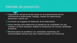 Medidas de prevención
 Capacitación del personal del campo en el reconocimiento de los
síntomas de la enfermedad, biología, medios de diseminación,
prevención, control, etc.
 Formación de brigadas de detección de la enfermedad,
 Iniciar estudios para determinar la resistencia de variedades con que
cuentan y si fuera necesario realizar la introducción de nuevas variedades
el exterior.
 Mantenimiento de semilleros con variedades resistentes son
recomendables siempre que sean inspeccionados con frecuencia.
 