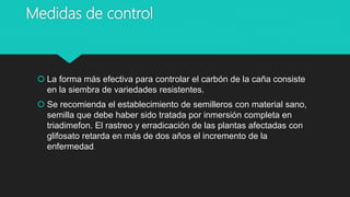 Medidas de control
 La forma más efectiva para controlar el carbón de la caña consiste
en la siembra de variedades resistentes.
 Se recomienda el establecimiento de semilleros con material sano,
semilla que debe haber sido tratada por inmersión completa en
triadimefon. El rastreo y erradicación de las plantas afectadas con
glifosato retarda en más de dos años el incremento de la
enfermedad.
 