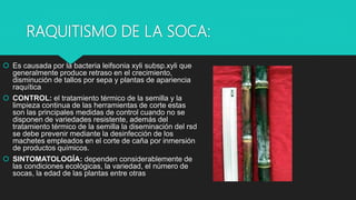 RAQUITISMO DE LA SOCA:
 Es causada por la bacteria leifsonia xyli subsp.xyli que
generalmente produce retraso en el crecimiento,
disminución de tallos por sepa y plantas de apariencia
raquítica
 CONTROL: el tratamiento térmico de la semilla y la
limpieza continua de las herramientas de corte estas
son las principales medidas de control cuando no se
disponen de variedades resistente, además del
tratamiento térmico de la semilla la diseminación del rsd
se debe prevenir mediante la desinfección de los
machetes empleados en el corte de caña por inmersión
de productos químicos.
 SINTOMATOLOGÍA: dependen considerablemente de
las condiciones ecológicas, la variedad, el número de
socas, la edad de las plantas entre otras
 