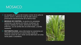 MOSAICO:
 es causado por el virus del mosaico común de la caña de
azúcar, (scmv) y afecta las hojas de tallo maduro
produciendo decoloraciones de la lámina foliar.
 MEDIDAS DE CONTROL: la siembra de variedades
resistentes y las labores de cultivos constituyen las
mejores medidas de control, eliminación de plantas
enfermas, uso de semilla libre de enfermedad, y semilla
resistente.
 SINTOMATOLOGIA: esta enfermedad se caracteriza por
presentar decoloración en lamina foliar, donde se
observan zonas de color verde normal alternado con arias
verde pálido o amarillento
 