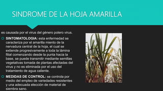 SINDROME DE LA HOJA AMARILLA
es causada por el virus del género polero virus.
 SINTOMATOLOGIA: esta enfermedad se
caracteriza por el amarilla miento de la
nervadura central de la hoja, el cual se
extiende progresivamente a toda la lámina
filial comenzando desde la punta hacia la
base, se puede transmitir mediante semillas
vegetativas tomada de plantas afectadas del
virus y no es eliminada por el uso del
tratamiento de agua caliente.
 MEDIDAS DE CONTROL: se controla por
medio del empleo de variedades resistentes
y una adecuada elección de material de
siembra sano.
 