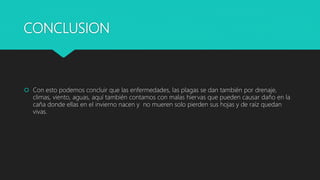 CONCLUSION
 Con esto podemos concluir que las enfermedades, las plagas se dan también por drenaje,
climas, viento, aguas, aquí también contamos con malas hiervas que pueden causar daño en la
caña donde ellas en el invierno nacen y no mueren solo pierden sus hojas y de raíz quedan
vivas.
 