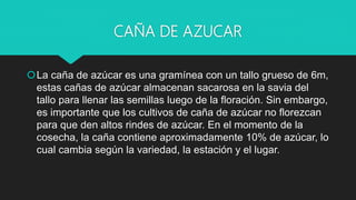CAÑA DE AZUCAR
La caña de azúcar es una gramínea con un tallo grueso de 6m,
estas cañas de azúcar almacenan sacarosa en la savia del
tallo para llenar las semillas luego de la floración. Sin embargo,
es importante que los cultivos de caña de azúcar no florezcan
para que den altos rindes de azúcar. En el momento de la
cosecha, la caña contiene aproximadamente 10% de azúcar, lo
cual cambia según la variedad, la estación y el lugar.
 