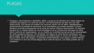 PLAGAS:
 Gorgojos, barrenadores o taladrillos, áfilos y gusanos de alambre son todas plagas de
insectos que atacan a la caña de azúcar. Los barrenadores del tallo son los más
destructivos. Son larvas de polillas que excavan dentro de los tallos, debilitándolos y
ocasionando la pérdida de sacarosa, en la actualidad una avispa parásita (Cotesia
flavipes) controla al barrenador de la caña de azúcar (Diatrea saccharalis). Un ejemplo
famoso de un intento fallido de control biológico fue la introducción del sapo de caña
(Bufo marinus) en Queensland, en un intento por controlar las larvas de los escarabajos
de caña (gusanos blancos). Sin embargo, los sapos de caña ahora constituyen una
grave plaga. De las glándulas ubicadas en la cabeza sale un chorro de veneno. Cazan
fauna nativa como las abejas y transmiten enfermedades a los sapos y peces nativos.
Los insectos no son las únicas plagas de la caña de azúcar. Las ratas pueden ser un
problema.
 