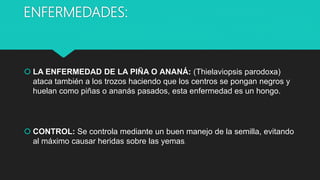 ENFERMEDADES:
 LA ENFERMEDAD DE LA PIÑA O ANANÁ: (Thielaviopsis parodoxa)
ataca también a los trozos haciendo que los centros se pongan negros y
huelan como piñas o ananás pasados, esta enfermedad es un hongo.
 CONTROL: Se controla mediante un buen manejo de la semilla, evitando
al máximo causar heridas sobre las yemas.
 