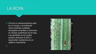 LA ROYA:
 (Puccini a melanocephola) este
es un hongo y se presenta
como pústulas ovaladas
alongadas amarillas a marrones
en ambas superficies de la hoja.
Las pérdidas en los rindes
pueden alcanzar el 20% y
desarrollar resistencia es un
objetivo importante.

 