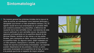 Sintomatología
 De manera general los síntomas iniciales de la roya en la
caña de azúcar se manifiestan como lesiones diminutas y
alongadas que forman un halo amarillento-verdoso (14). El
agente causal de la roya anaranjada es un parásito débil,
que ocasiona pústulas muy pequeñas; a diferencia del
causante de la roya carmelita común. Las lesiones de esta
roya en particular no son carmelita oscuro, las pústulas
aparecen principalmente en la superficie abacial de las
láminas foliares, también en las vainas y en las partes
florales, pero raramente en tallos, aunque predominan en
la superficie foliar. En algunos casos, están rodeadas por
un halo estrecho, blanquecino o amarillo, que contienen
masas de esporas pulverulentas anaranjadas. Las esporas
pueden dispersarse de las pústulas y formar un polvo
granulado anaranjado en la superficie de la hoja, en torno
a la pústula que le da un aspecto de mayor amplitud.
 