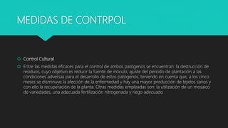MEDIDAS DE CONTRPOL
 Control Cultural
 Entre las medidas eficaces para el control de ambos patógenos se encuentran: la destrucción de
residuos, cuyo objetivo es reducir la fuente de inóculo, ajuste del periodo de plantación a las
condiciones adversas para el desarrollo de estos patógenos, teniendo en cuenta que, a los cinco
meses se disminuye la afección de la enfermedad y hay una mayor producción de tejidos sanos y
con ello la recuperación de la planta. Otras medidas empleadas son: la utilización de un mosaico
de variedades, una adecuada fertilización nitrogenada y riego adecuado
 
