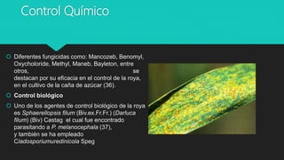Control Químico
 Diferentes fungicidas como: Mancozeb, Benomyl,
Oxycholoride, Methyl, Maneb, Bayleton, entre
otros, se
destacan por su eficacia en el control de la roya,
en el cultivo de la caña de azúcar (36).
 Control biológico
 Uno de los agentes de control biológico de la roya
es Sphaerellopsis filum (Biv.ex.Fr.Fr.) (Darluca
filum) (Biv) Castag el cual fue encontrado
parasitando a P. melanocephala (37),
y también se ha empleado
Cladosporiumuredinicola Speg
 
