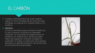 EL CARBÓN
 (Ustilago scitaminea) hace que surjan órganos
negros en forma de látigos de las vainas de hojas
enrolladas, en especial en el Sudeste Asiático y en
Sudáfrica.
 MEDIDAS
La forma más efectiva para controlar el carbón de
la caña consiste en la siembra de variedades
resistentes. Se recomienda el establecimiento de
semilleros con material sano, semilla que debe
haber sido tratada por inmersión completa en
triadimefon. El rastreo y erradicación de las plantas
afectadas con glifosato retarda en más de dos años
el incremento de la enfermedad.
 