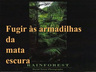 Fugir às armadilhas  da  mata  escura 