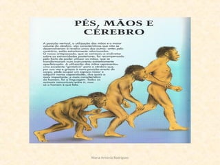 Maria Antónia Rodrigues
 