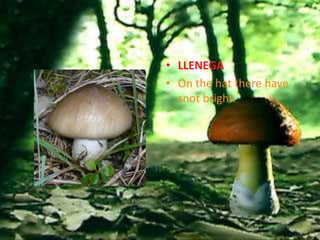 • LLENEGA
• On the hat there have
  snot bright.
 