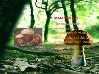 • MATAPARENTS
• The mataparents are a
  very large group of
  mushrooms hard to
  distinguish, and this has
  fostered mistrust. When
  you have to pick them
  carefully and if you go
  to cut it in half turns
  blue is not good.
 