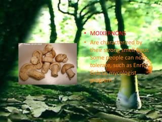 • MOIXERNONS
• Are characterized by
  their strong smell flour.
  Some people can not
  tolerate, such as Enric
  Gràcia, mycologist
  program.
 