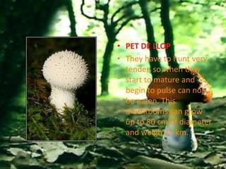 • PET DE LLOP
• They have to hunt very
  tender, so when they
  start to mature and
  begin to pulse can not
  be eaten. This
  mushrooms can grow
  up to 80 cm of diameter
  and weigh 25 km.
 