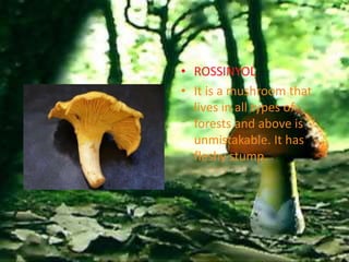 • ROSSINYOL
• It is a mushroom that
  lives in all types of
  forests and above is
  unmistakable. It has
  fleshy stump.
 