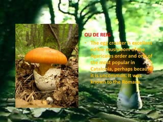 OU DE REIG
• The egg croaker is excellent
  edible mushroom of the
  Agaricales order and one of
  the most popular in
  Catalonia, perhaps because
  it is uncommon. It was
  known to the Romans.
 