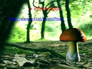 + information:
• http://www.tv3.cat/bolets/fitxes
 