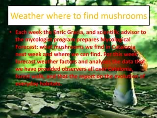Weather where to find mushrooms
• Each week the Enric Gracia, and scientific advisor to
  the mycologist program prepares Mycological
  Forecast: what mushrooms we find in Catalonia
  next week and where we can find. For this week
  forecast weather factors and analyzes the data that
  we have provided observers all over Catalonia,
  forest walk, and that the report on the evolution of
  everyday habitats.
 