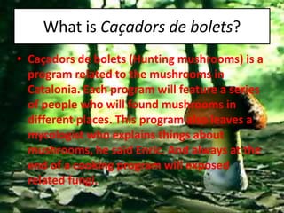 What is Caçadors de bolets?
• Caçadors de bolets (Hunting mushrooms) is a
  program related to the mushrooms in
  Catalonia. Each program will feature a series
  of people who will found mushrooms in
  different places. This program also leaves a
  mycologist who explains things about
  mushrooms, he said Enric. And always at the
  end of a cooking program will exposed
  related fungi.
 
